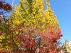 노란 은행잎처럼 살고 싶다