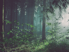 여우야 여우야 뭐하니?