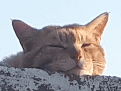 대장 고양이 멋찐이