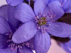 悲緣|19|女|백씨세가