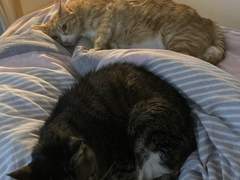 고양이가 내게 어리광을 부리는 걸까 내가 고양이에게 어리광을 부리는 걸까