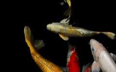 명림 휘 / 천갑 / XY