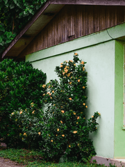 [야마히바] 도시쥐와 시골쥐 썰