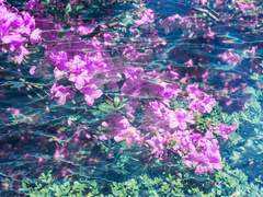 진달래 꽃이 피어나는 이른 봄에.