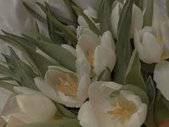 향기로운 튤립 밭