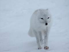 🌟1st;차보라이트*시모에 아자키 (살비)