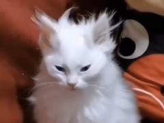 이상한 고양이를 주웠다