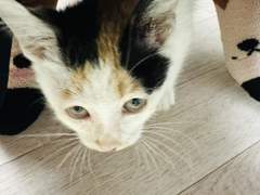 합사시키는 이야기