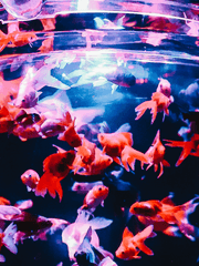 하물며 모든 계절이 사랑이기를 