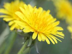 엘레노어 오스카/후플푸프/5학년