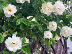 [은혼 드림/상황문답] "같은 색으로 물들고 싶어요." {외전}