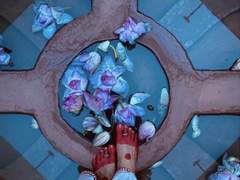 [다륜나르] 해무(海霧)와 공작화