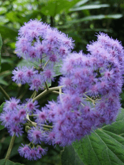 명급리 X 화산귀환 크오1 급리 세계에 환생한 쌍존