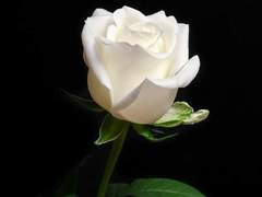 전투커 전투 시스템 가이드