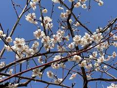 * 3월에 내렸던 따스한 비에 관하여,