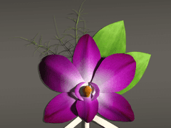 [Atelier Lena] 덴드로비움 코사지