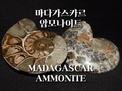 마다가스카르 암모나이트