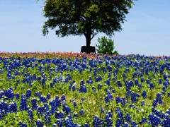 칼립스 성의 하루