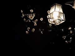 A Red Night : 가문의 수치