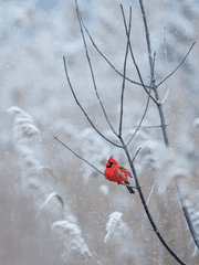 그 겨울 이야기
