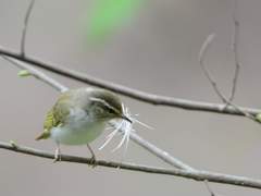 7학년 에밀 하피 피튼