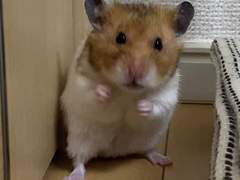 [데못죽] 예능에서 음치 마이크로 행차 부르는 테스타