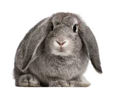 [스네른]스네이프가 토끼 애니마구스인 썰 1