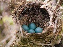 둥지와 우물 안, 마지막은 그 밖