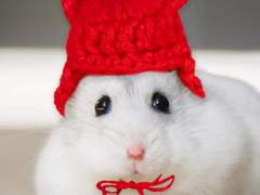 크리스의 손재주