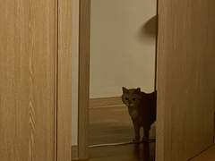 어떡하냐 우리고양이가 너무 귀엽다