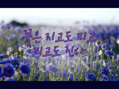 꽃은 지고도 피고 피고도 진다 1