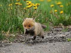 [중구태주] 아빠늑대 엄마여우 애기여우