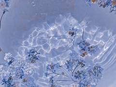 [타츠히메] Forget-me-not (1)