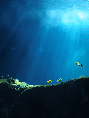 Ficárĭus Veprétum