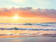 신의 욕망 (종타르/타르종려)