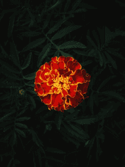 메리골드 한 송이