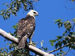 9. 플로레스뿔매(Flores hawk-eagle)