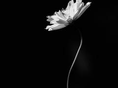 공허를 뚫고 저 별에게