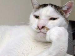 다이어트 식품 후기