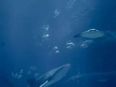 수족관의 비극(미완)