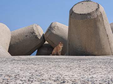 나는 물꼬기를 노리는 아기 맹수
