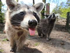 누가우리사자울렸냐?!?!?!?!?!?!?