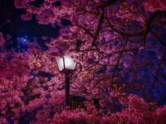 이시즈카 츠바키