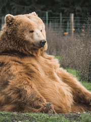 하리보 살인사건 