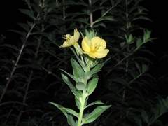 [채형원/단편] 月見草(달맞이꽃)