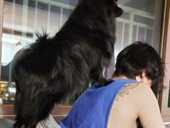 男友要带着他养的小狗搬来和我同居；如何解决自己天生不招小动物喜欢的问题？