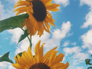 아무아즈 썰+a 모음