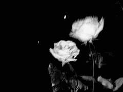 사랑을 묻거든 네 이름을 적어야지.