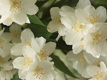 [청밤커] 한 선 / 19 / XX