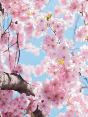 열일곱 번째 봄